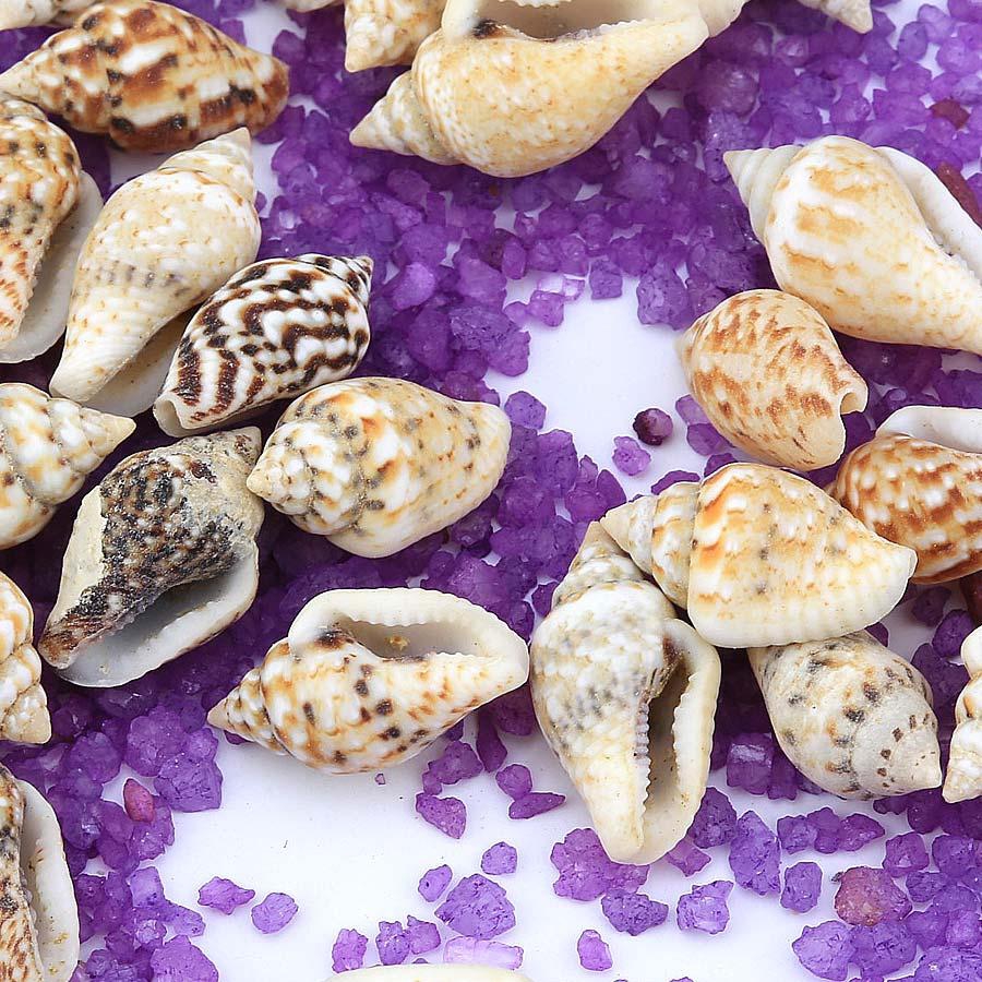 Deniz Salyangozu Kabuğu 500 ’lü